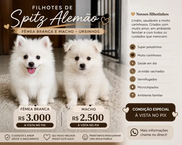 Vendo filhote de Spitz alemão