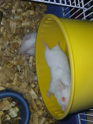 Hamsters Sírios Disponíveis 