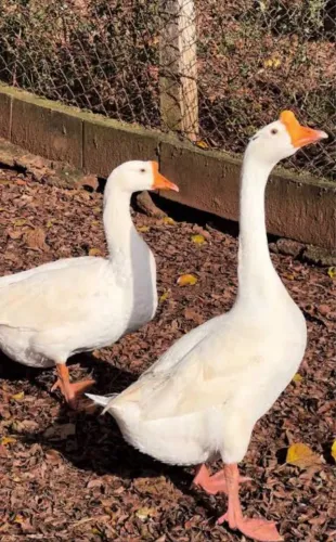 Casal de ganso chinês