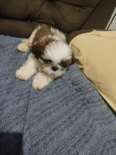 Shih Tzu Um doguinho que tem seu próprio charme