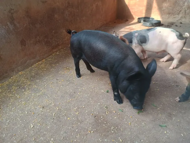 Leitão