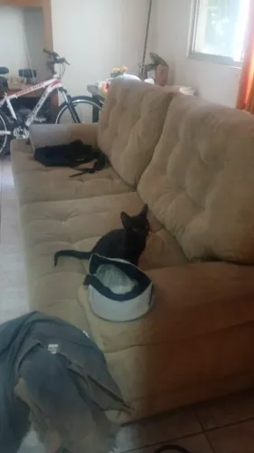 Gato filhote grande
