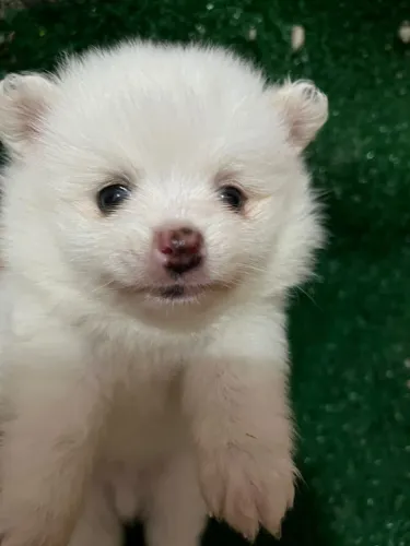 Spitz alemão macho branco