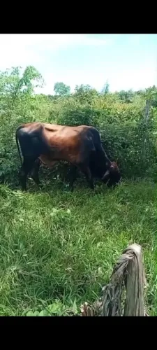 Vendo esse casal de boi