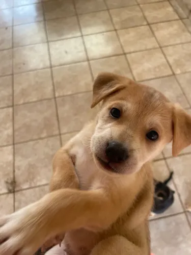 Doação cachorra fêmea