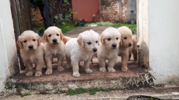 Golden Retriever,Golden Retriever Filhote Selecionado Alta Procedência