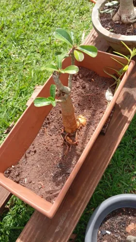 Rosa do deserto
