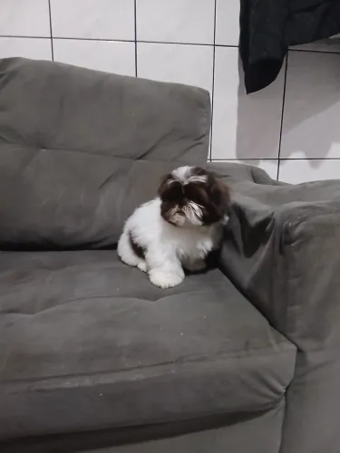 Shi tzu fêmea micro chocolate e branca