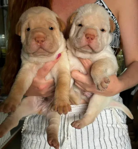 Filhotes de Sharpei