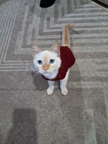 Gato Red Point 8 meses