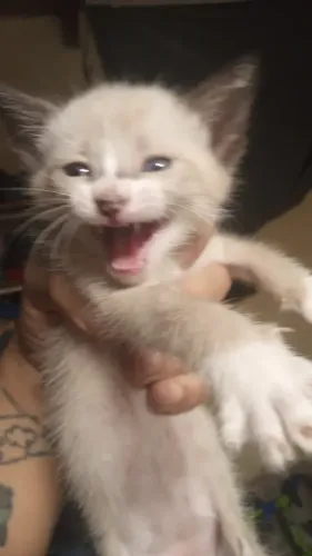 Gatos filhotes machos para doação, entrego dependendo do endereço 