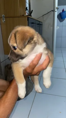 Cachorro pra Doação