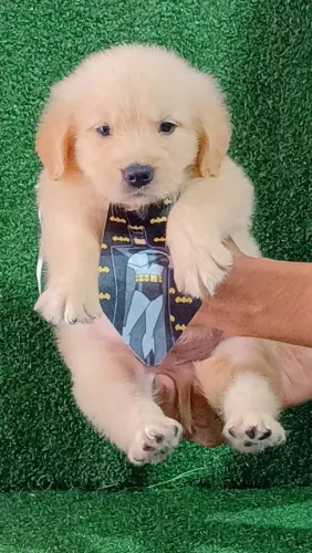 Cachorro