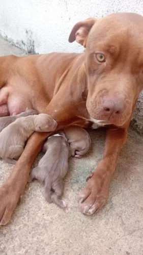 Cachorro pitbull