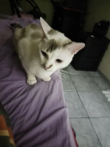 Gato macho para adoção