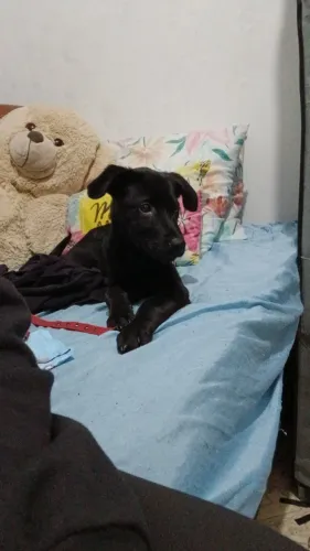 Adoção pet