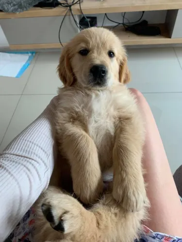 Filhotes de  Golden Retriever | Pequenos companheiros cheios de charme!