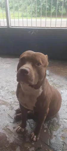 Pitbull doação