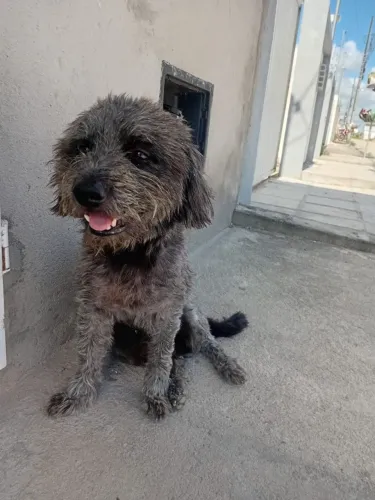 Doação poodle
