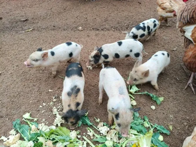 Mini porco