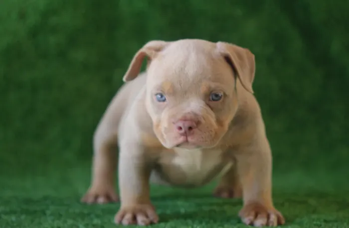 American bully