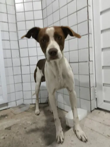 Cachorro para adoção