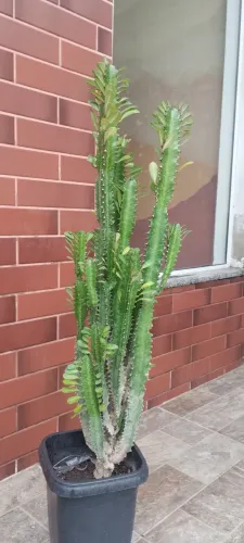 Cacto candelabro alto