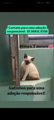 Gatos para uma adoção responsável ?