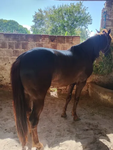 Potro QM com 3 anos e 6 meses
