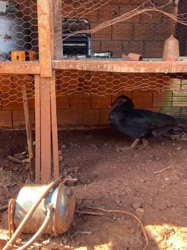 Vende-se pato