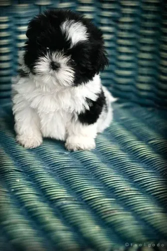 FILHOTE SHIH-TZU MACHO PRETO E BRANCO