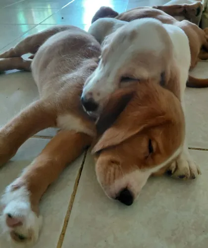 Filhotes mestiços  de Beagle com Cocker Spaniel 