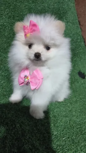 Spitz Alemão Filhotes venda