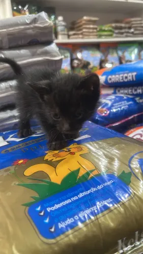 ADOÇÃO RESPONSÁVEL