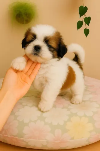 Shih Tzu micro