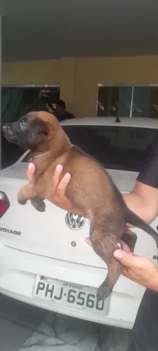 Escolha já seu filhote de pastor malinoar 