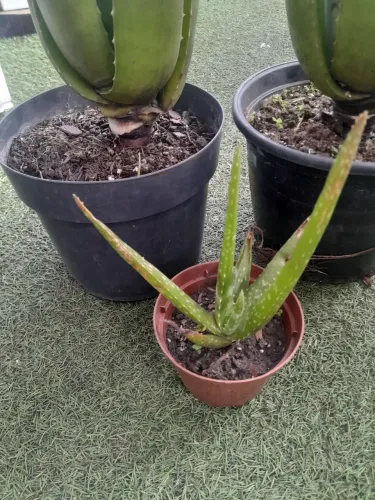 Planta babosa adulta original medicinal e mudas pequenas 