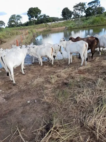 FAZENDA A VENDA OPORTUNIDADE DE INVESTIMENTO 502 ALQUEIRES - Prox. a São Miguel do Araguai