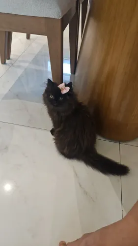Vendo gata persa 4 meses