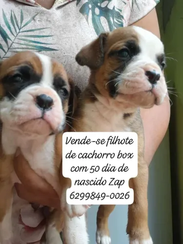 Vendo filhote de cachorro box com 50 dias de nascido