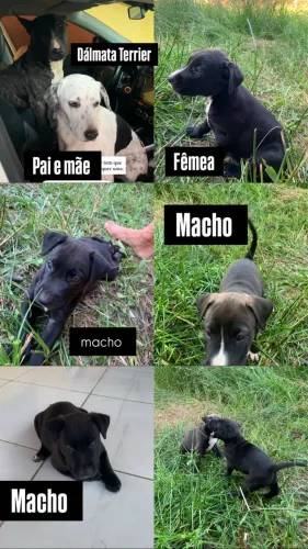Filhotes de Terrier Brasileiro (Fox Paulistinha) com Dálmata - Disponível