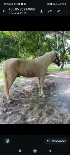 Potro 3 anos e meio manga longa Machador manso comesando a doma, animal ótimo de sela
