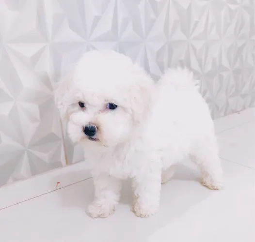 Poodle