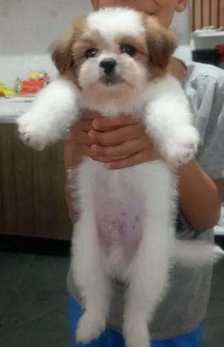 Shitzu macho 