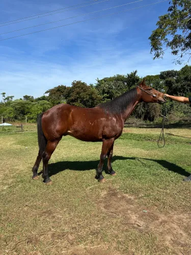 Cavalo Quarto de milha 