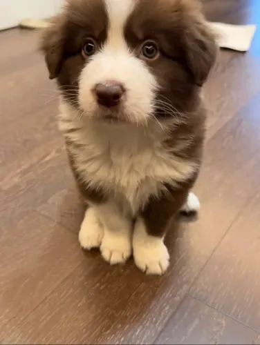 Filhote de border collie pequeno campeão da correria