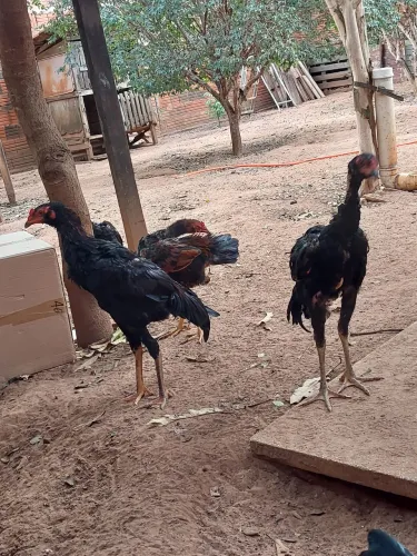 Frango Indio