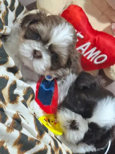 Shih Tzu de Elite: Genética selecionada para temperamento e saúde com contrato.