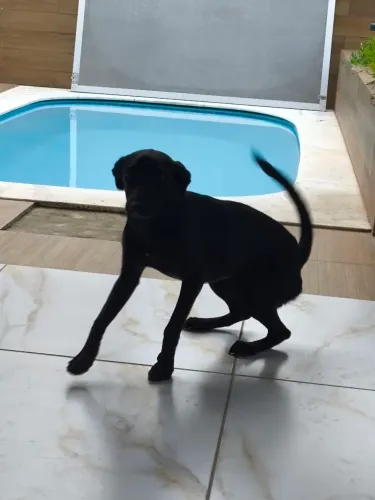 Filhote vira lata 3 meses