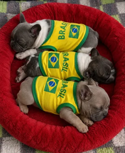 Buldogue Francês filhotes
